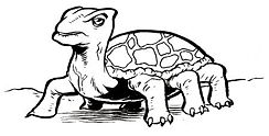Tortapo (AMH1).jpg