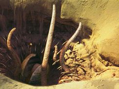 Sarlacc.jpg