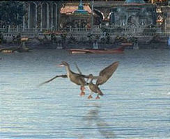 Duck.jpg